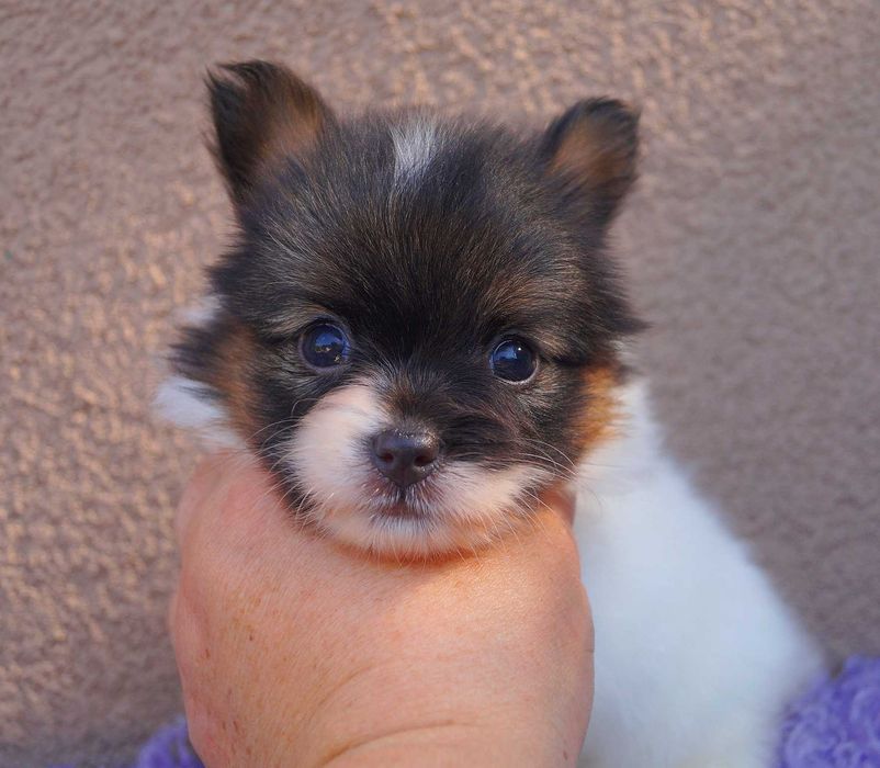 мини девочка папильон