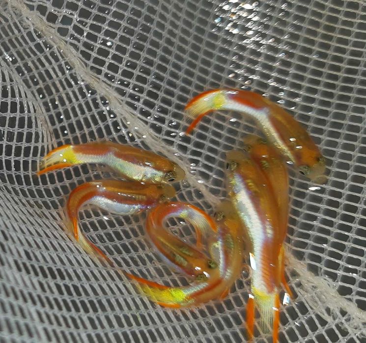 Gupik Endlera odmiana VIENNA LOWER - Poecilia wingei - dowóz, wysyłka