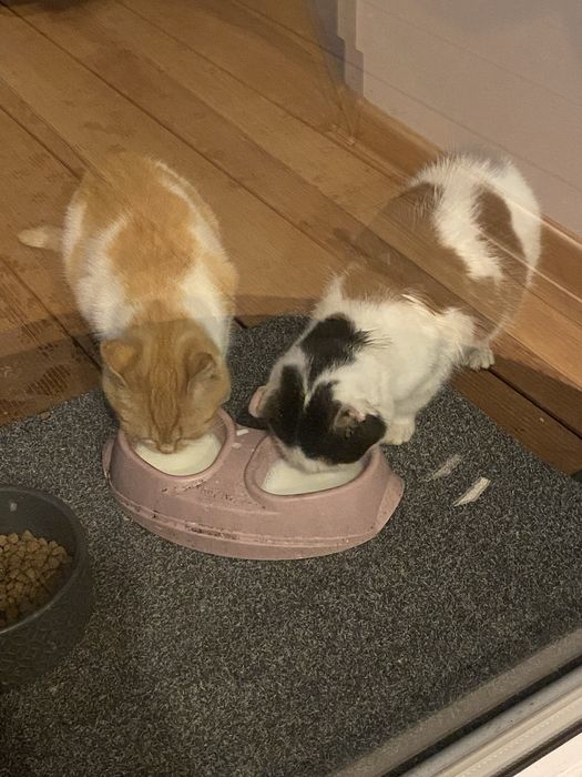 Urocze kocie rodzenstwo szuka domu