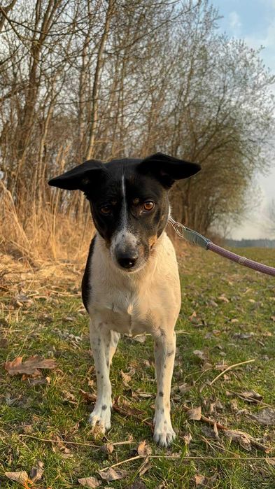 Malutka Kropeczka szuka swojego człowieka
