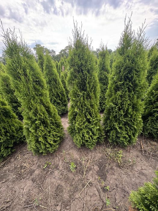 Продам тую Смарагд Супер!