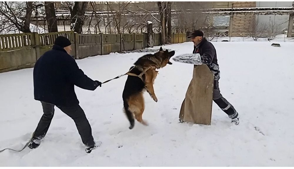 Щенки из питомника  чистокровных нем овчарок