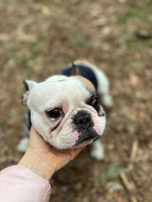 Молодой французик готов к вязке