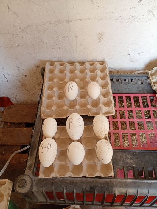 Jajka lęgowe od gesi