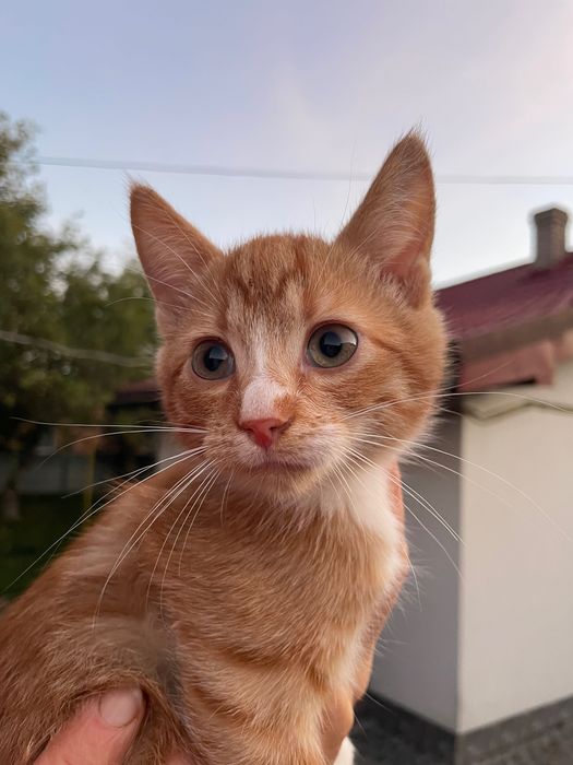 Віддаємо котят у хороші руки !