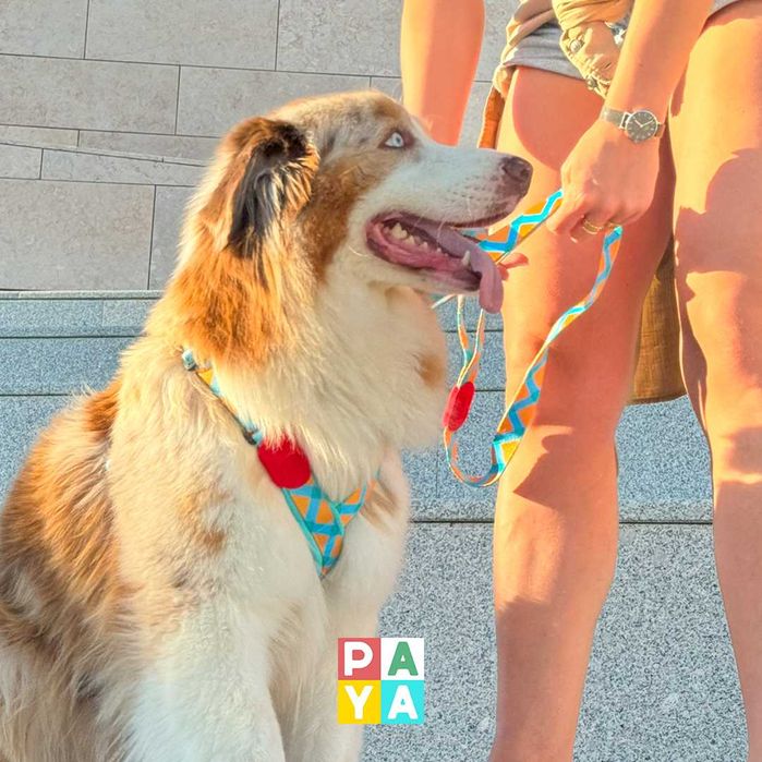 Paya Pets | Alojamento Familiar para Cães, Gatos e Aves