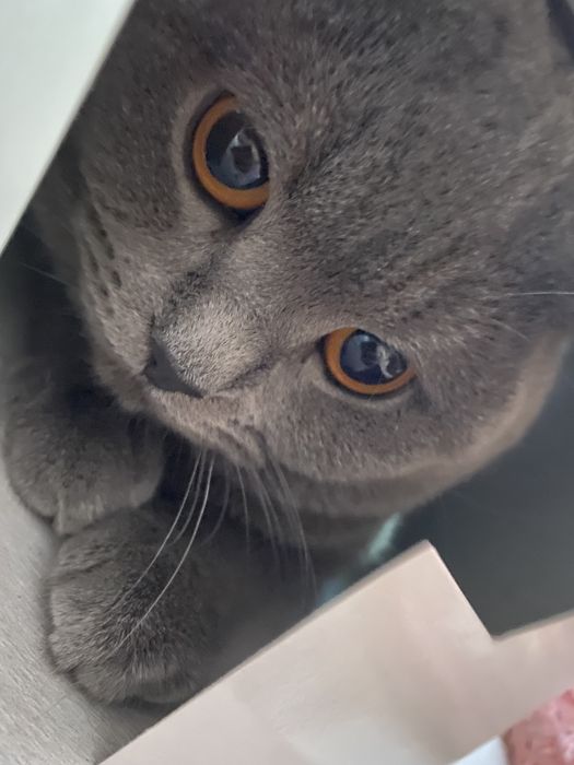 Вислоухий «Грей» для вязки