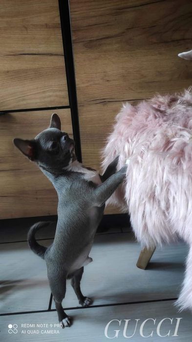 Chihuahua pies dorosły