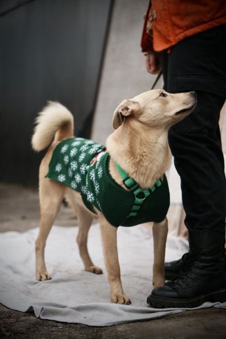 Невеличкий та розумний цуцик Майкі  в добрі руки!