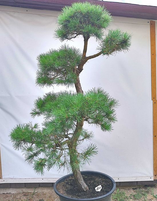 Bonsai Niwaki sosna pospoita
