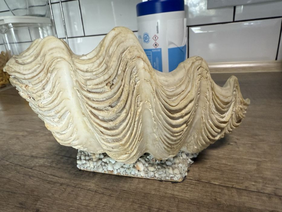 Морская раковина. Крым, СССР