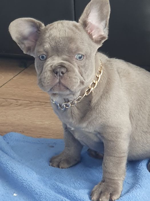 Buldog francuski/uroczy piesek