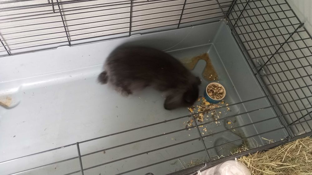 Trio de coelhos mini lop bellier