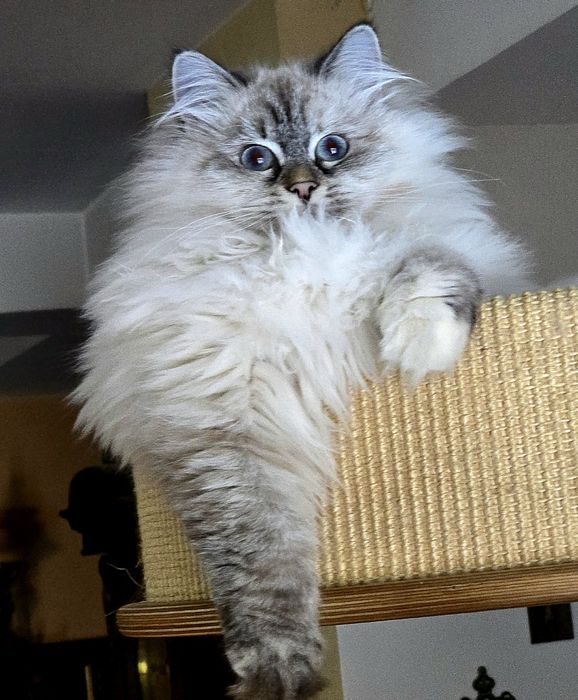 Koteczka syberyjska, neva masquerade