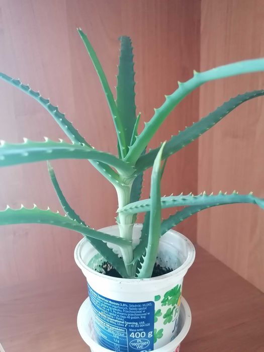 ALOES kwiat leczniczy domowy wys.30cm.Rolina zdrowia. Marianw  OLX.pl