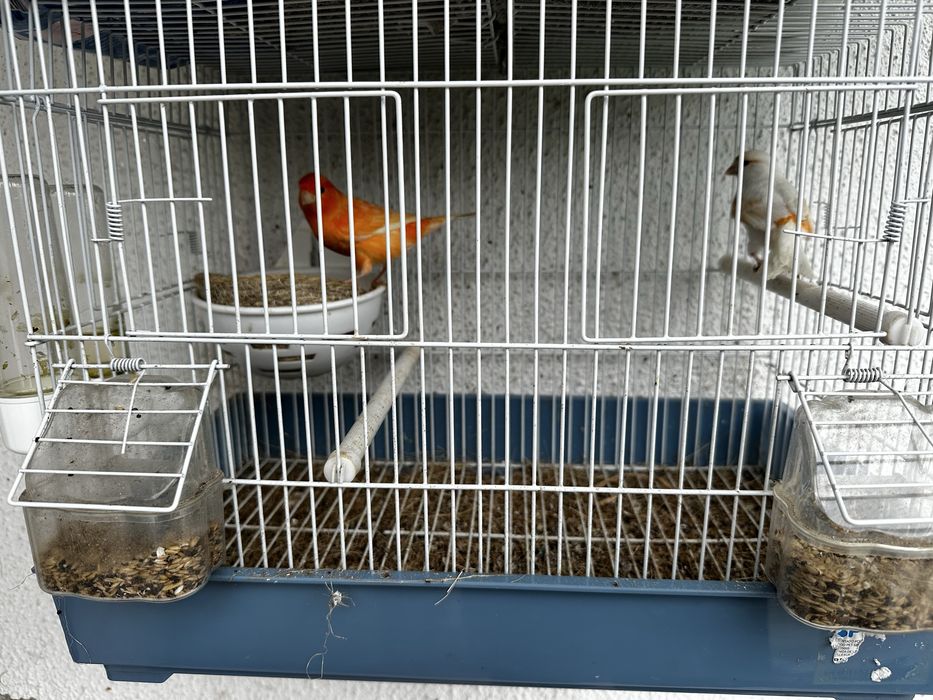 Casal canarios +gaiola