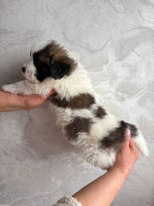 Цуценята московської сторожової