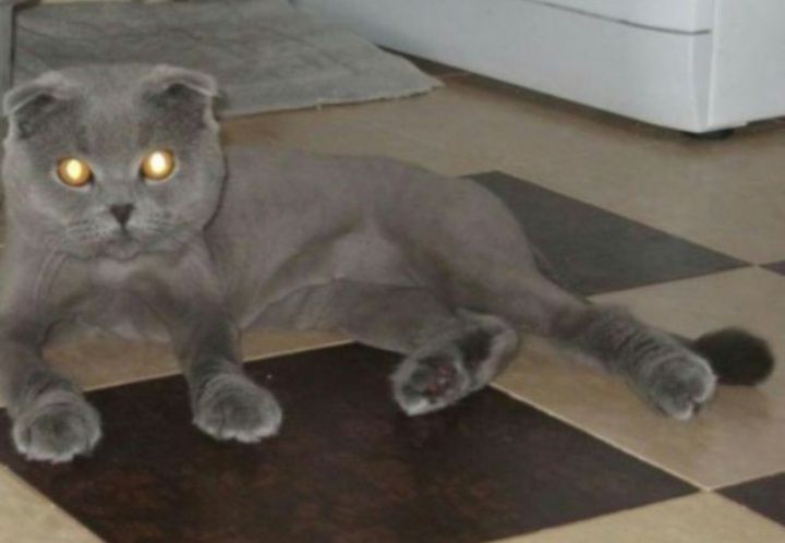 Стрижка котов  и кошек