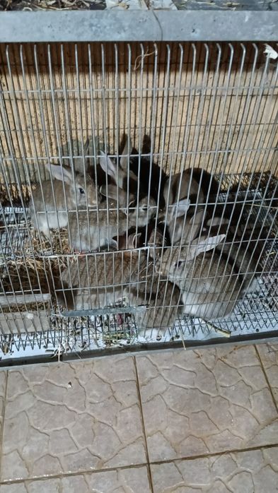 Canários, piriquitos,diamantes gold,mandarins,caturras,  domesticadas