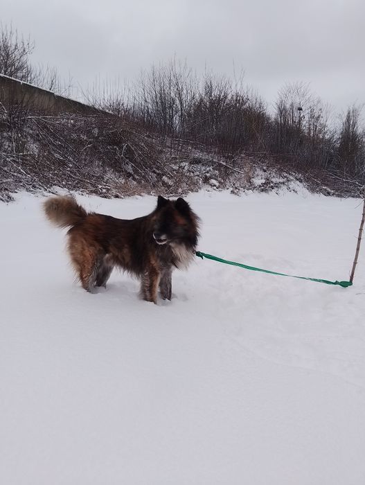Собака для в'язки