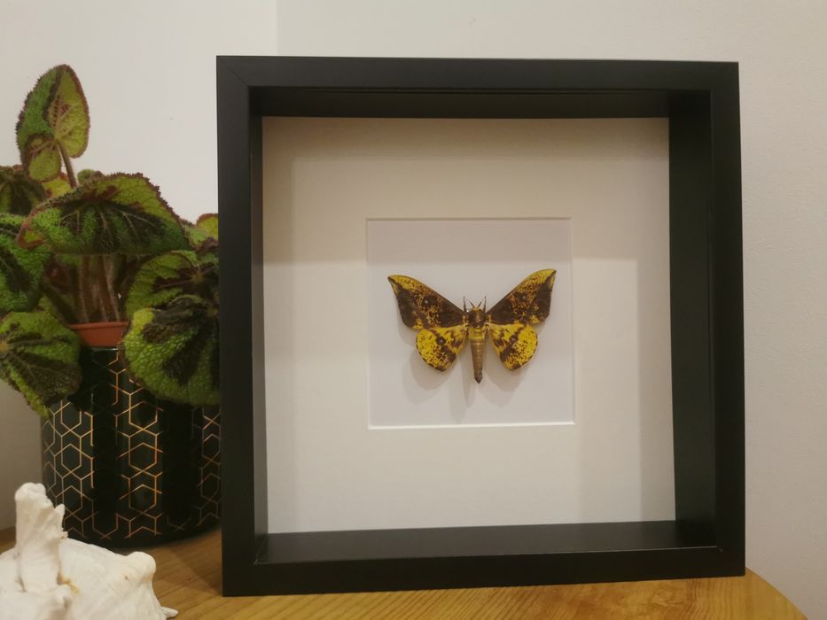 Imperial Moth425128875241646083