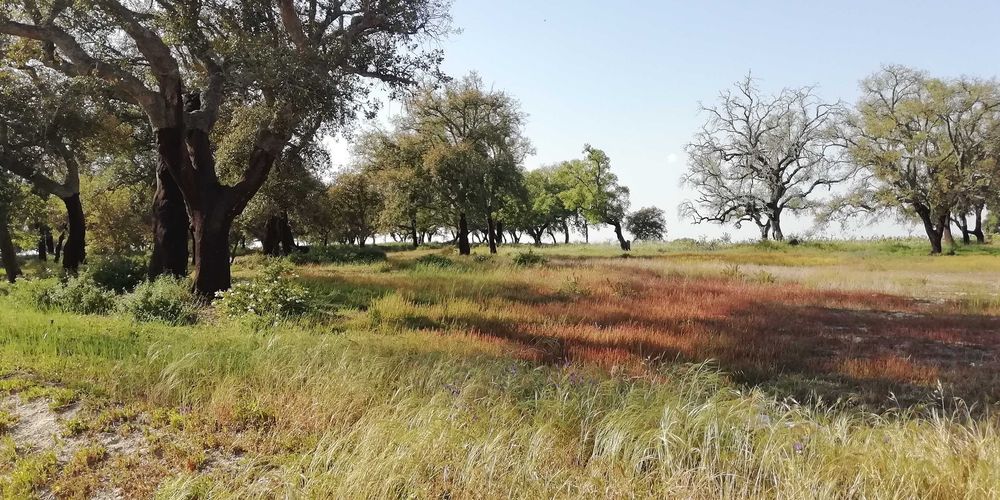 Terreno em Poceirão