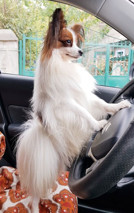 собачка бабочка континентальный той спаниель