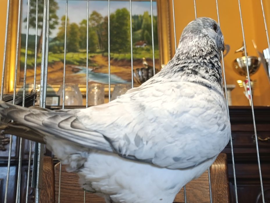 Giant Homer, wysyłam, gołębie ozdobne