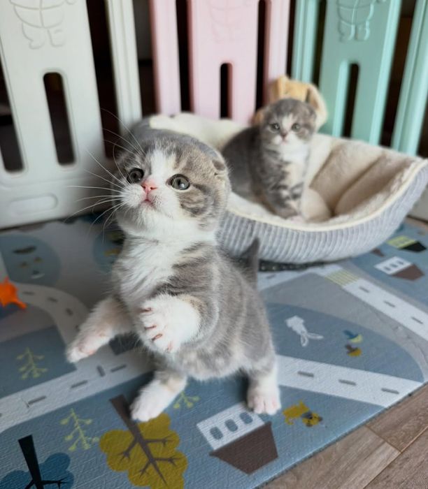 Продам вислоухих котят