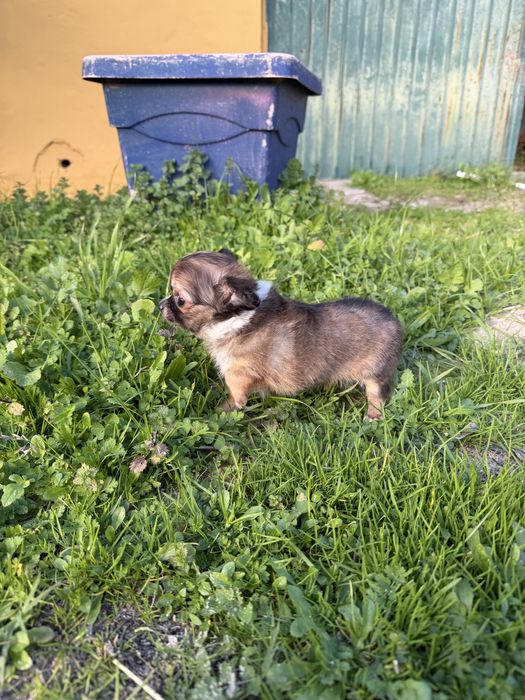 Magnífica menina chihuahua