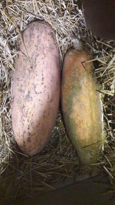 Буряк с Доставкой бесплатной, кормовой .: 6 грн. - Продукти харчування ...