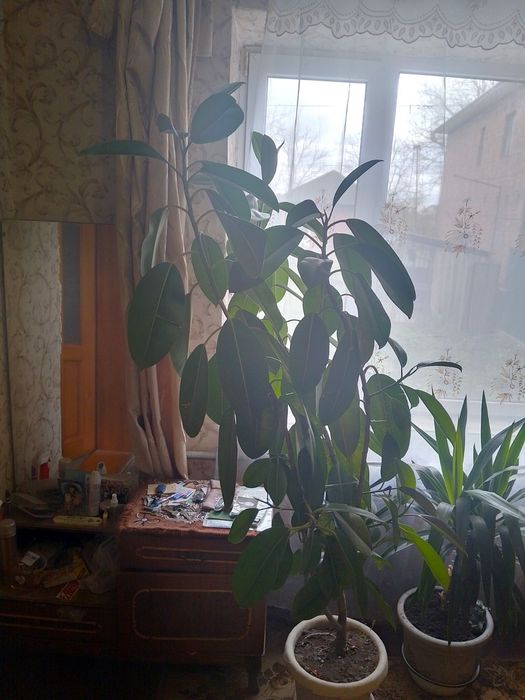 Фікус єластіка ...