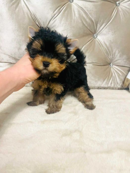 York Romek z Bajki. Cudny czarno-złoty z prawdziwym rodowodem.