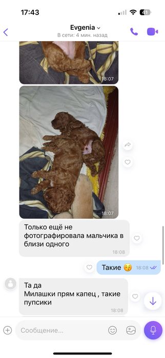 Вязка пудель ,той пудель