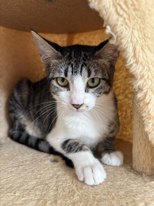 Gatinhas com esterilização gratuita para adoção