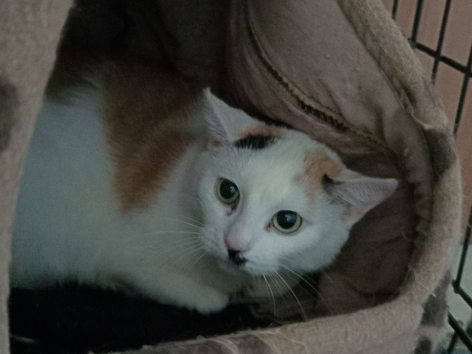 Szukamy domku dla Jesieni