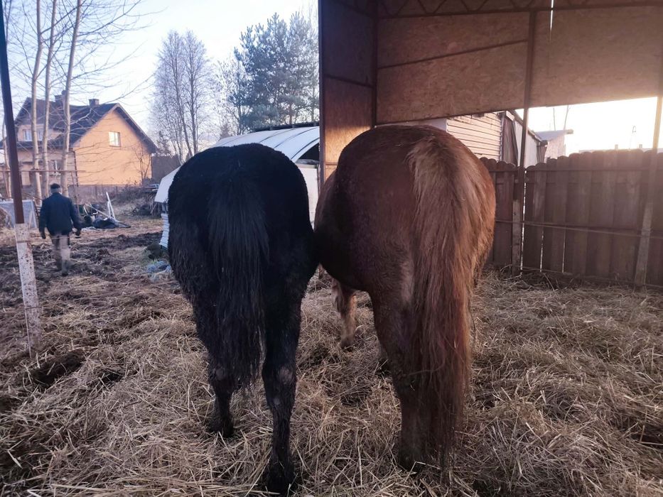 Sprzedam lub zamienię klacz z ogierkiem