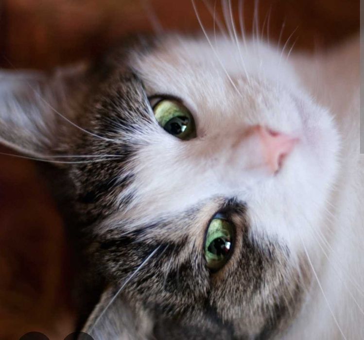 Kotka szuka domku Aktualne