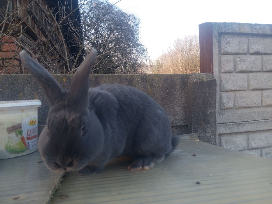 Samiec wiedeński niebieski mlody