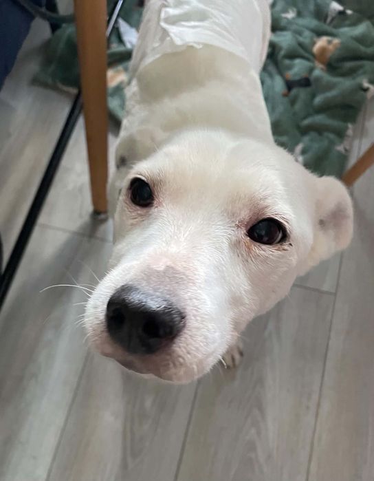 Kokos do adopcji
