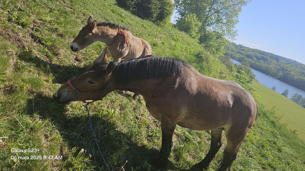 Klacz zimnokrwista zaźrebiona