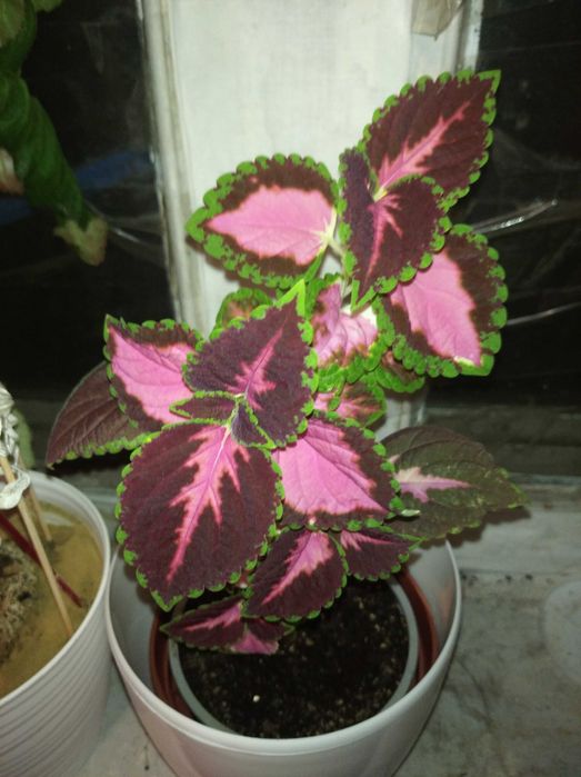 Глоксиния , азалия,фикус, каланхое и комнатные цветы