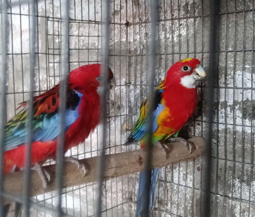 Psitacideos diversos