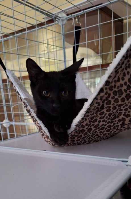 Dwie piękne, młode kotki szukają domu