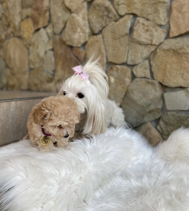 Найкрасивіші малюки мальтипу