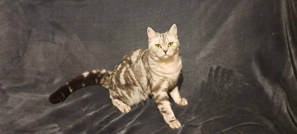 Кішка клубна шотландка прямовуха документи родовідWCF впкцинована