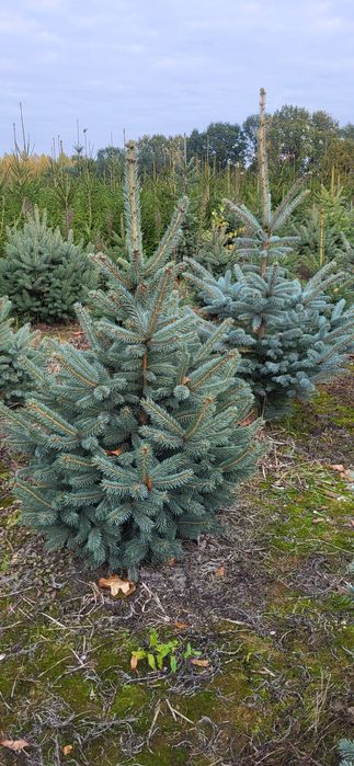 Świerk Srebrny,  pospolity,  jodła kaukaska Hurt-detal