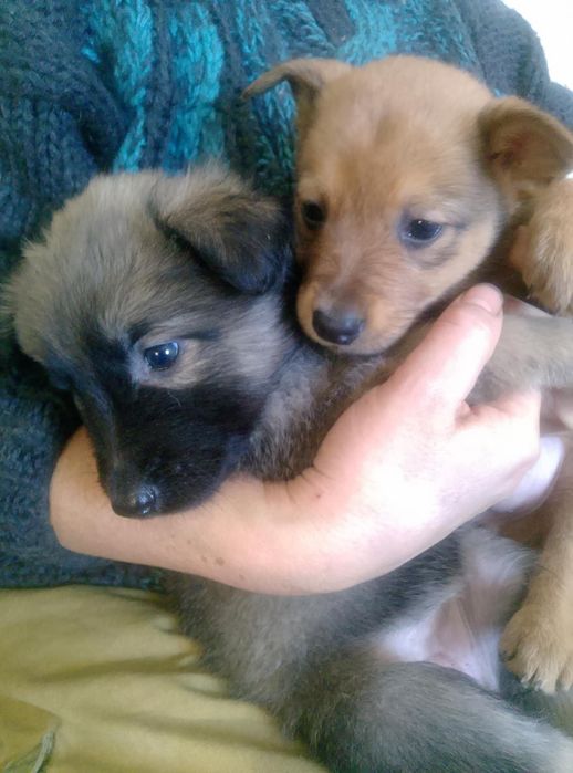 Цуценята народжені 1 грудня 2025 року