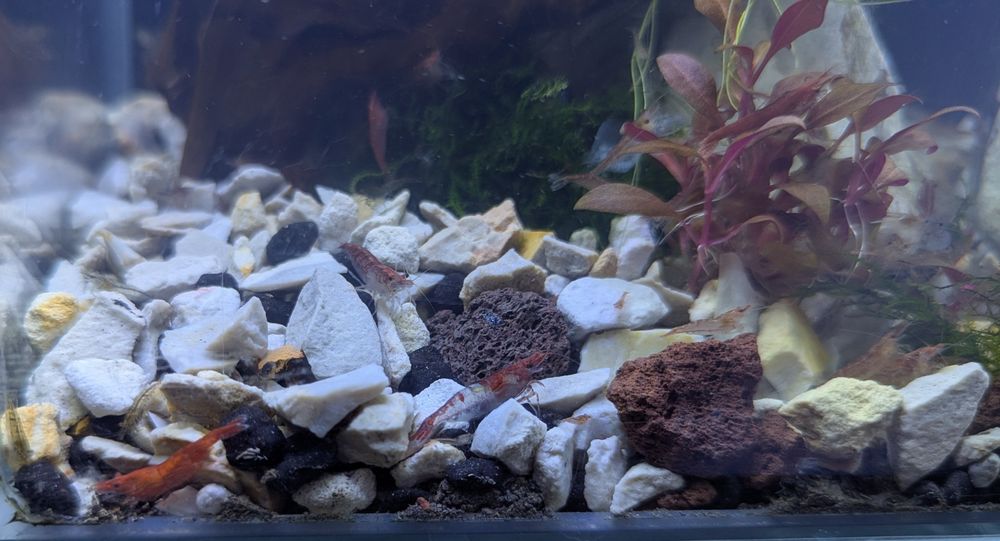 Krewetki neocardina  mix