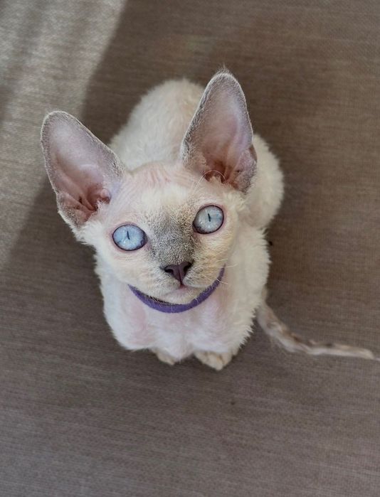 Kotka Devon Rex FIFe